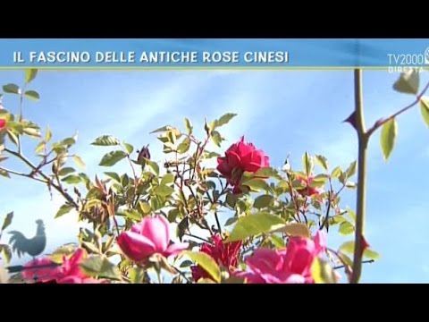 Video: Cinese Affascinante Albero Di Rose