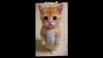 Thumbnail of el gato my love💚💚💚#elgato #bananacat #roblox #shorts #happycat