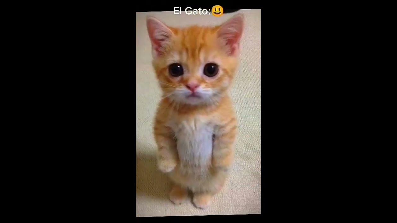el gato my love💚💚💚#elgato #bananacat #roblox #shorts #happycat