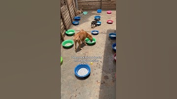 PayPal link in bio to donate dog food at the shelter🙏🏼