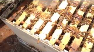 Apicultura profesional: Revisando Colmenas de alta produccion de miel