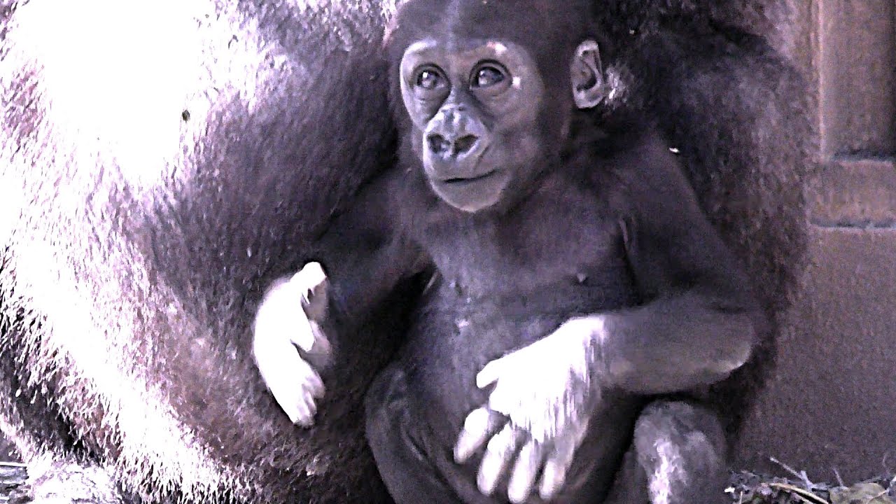 ドラミング好きな赤ちゃんゴリラ💗キンタロウ10ヶ月【京都市動物園】 - YouTube
