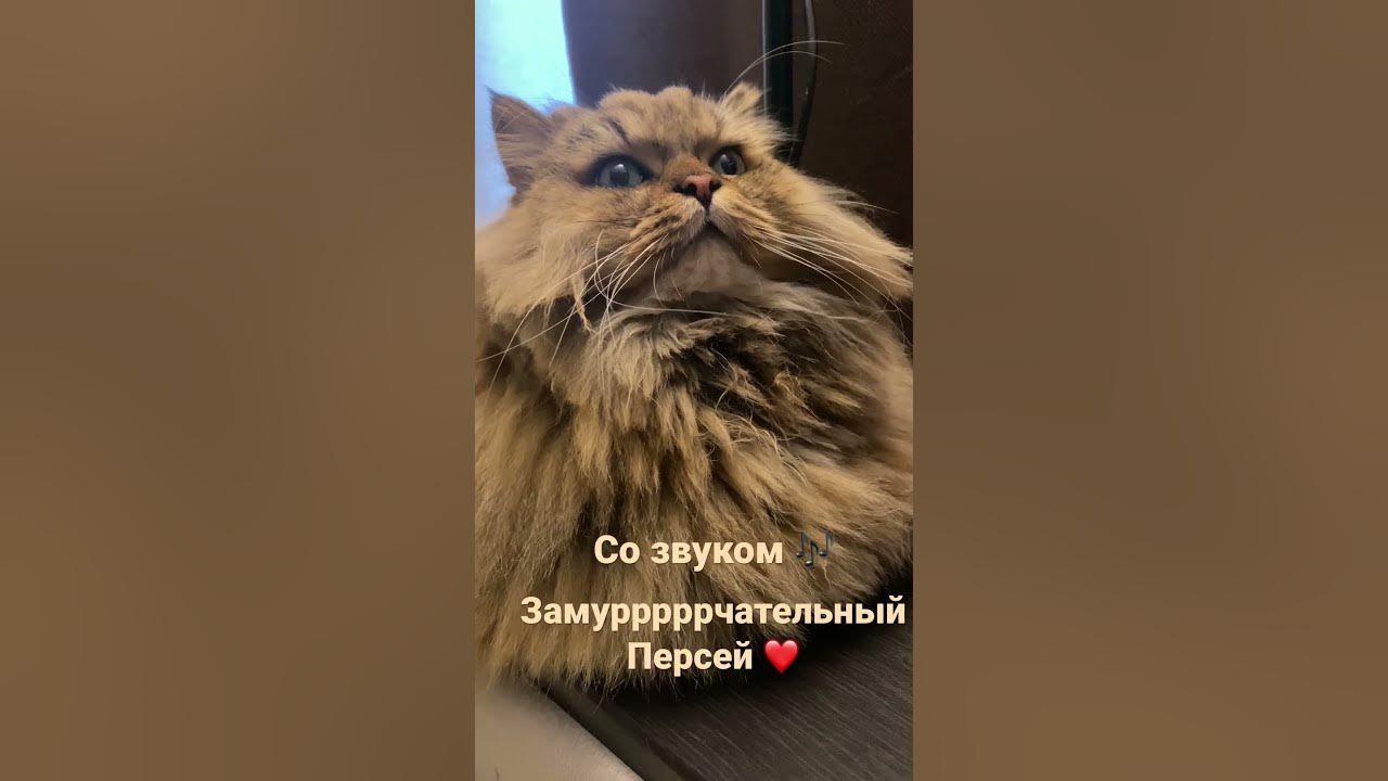 Если приложить ухо к своему мурлыкающему котику, то можно услышать море ...