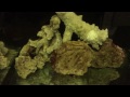 Live rock aquascaped in the reefer 170