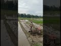 Burung initeman setia para pembajak sawah 