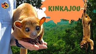Honey Bear Secrets Discovering The Chaotic World Of Kinkajous
