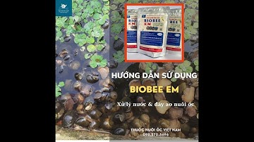 Hướng dẫn sử dụng men vi sinh xử lý nước và đáy ao, phòng và trị các bệnh về ốc bươu đen, ốc nhồi