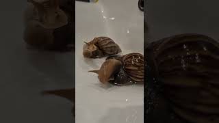 Купание улиток/ улитка ахатина/ Ахатина/ улитка 🐌/ snail/the snail is bathing/ 蜗牛/カタツムリ
