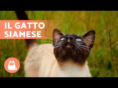 Video: Un seal point è un siamese?