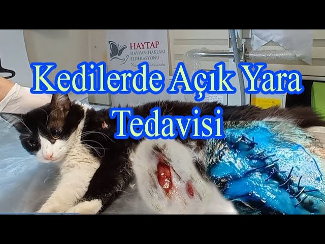 Kedilerde Acik Yara Tedavisi Youtube