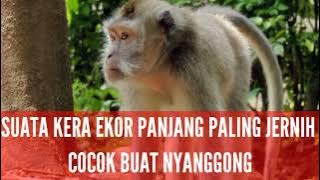 SUARA KERA EKOR PANJANG