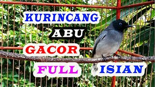 KURINCANG ABU GACOR FULL ISIAN