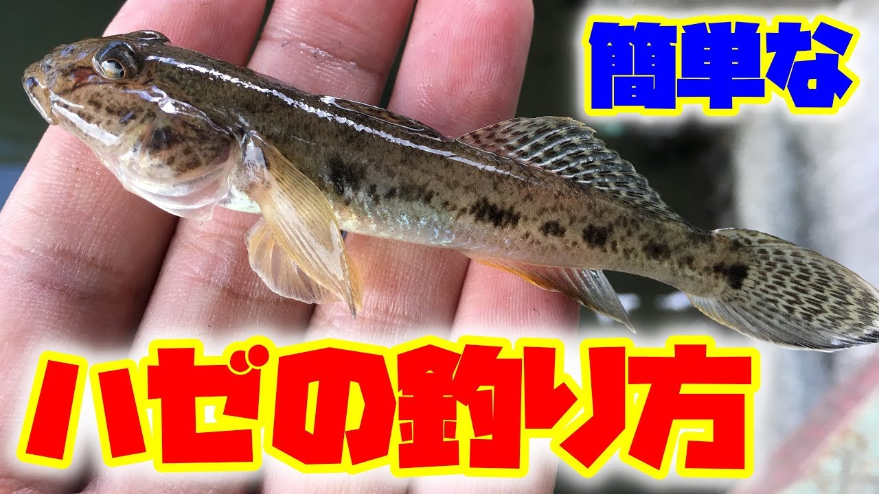 よく釣れるハゼ釣り講座 解説 季節毎あたり合わせ編 Youtube