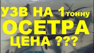 УЗВ НА 1 ТОННУ ОСЕТРА В ГОД. ЦЕНА ??