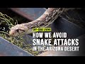 Off-Grid Living: How we avoid snake attacks in the desert