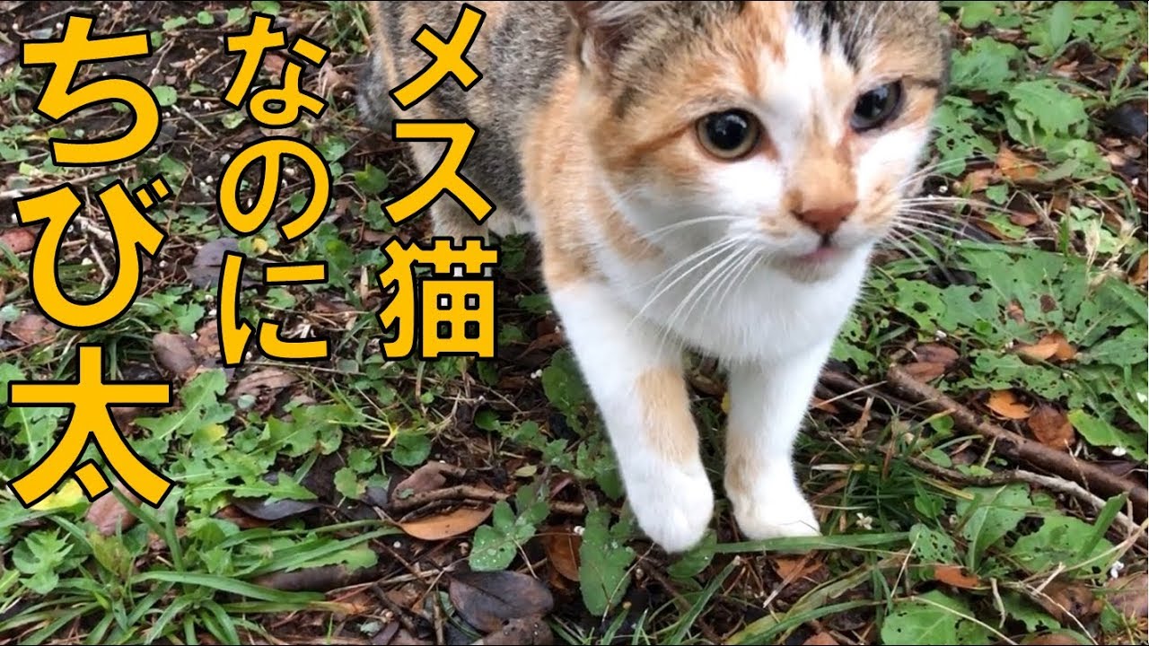 ちび太 という名のネコについて Youtube