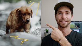 How I Created This Dog Commercial