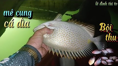 Chui gầm câu trúng ổ cá dìa khủng bằng mồi rong ! Cá lớn chạy gãy máy ! Câu cá giải trí! tài fishing