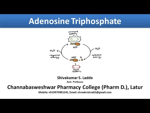 05_Adenosine Triphosphate (ATP) and Cyclic Adenosine Monophosphate ...