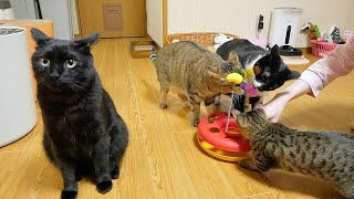 黒猫が仲間外れにされていました