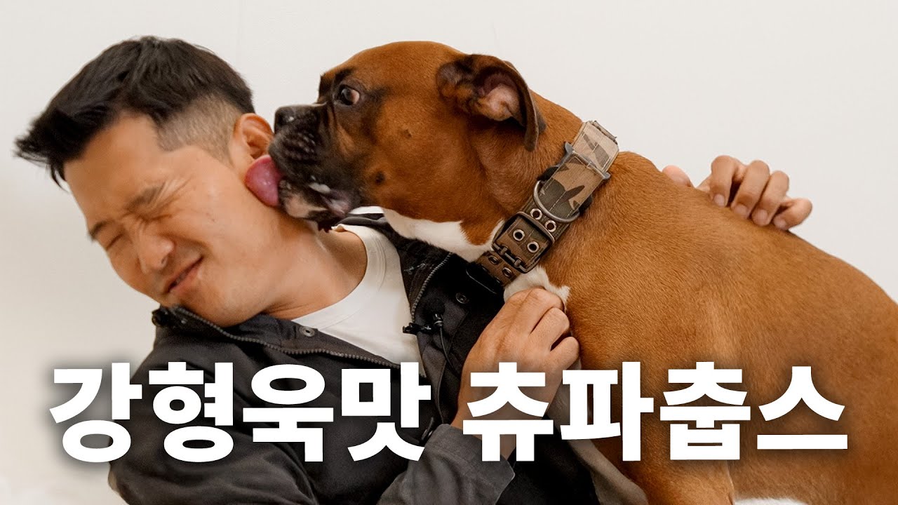 달 것 같진 않음... | 견종백과 복서편