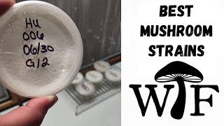 These Might Be The Best Mushroom Strains We Will Ever Grow