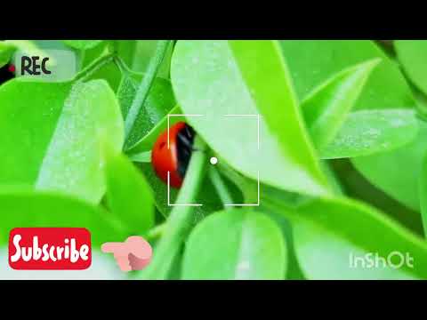 یه مزرعه کوچیک خونگیباصفا و با مزه بادمجان