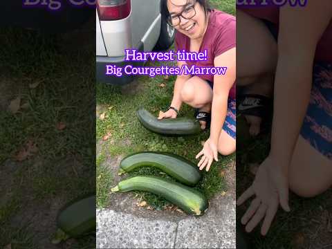 Super huge marrows (courgettes) 😱#harvesttime #gardeninglife