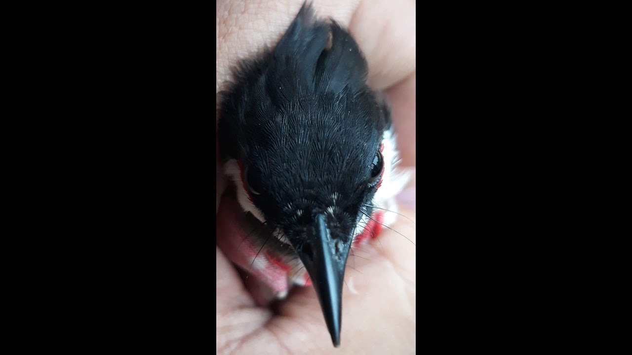 Chào Mào Bẫy Đấu Minh Long - Quảng Ngãi| 4 Ngày Lồng| Giọng 678 | Bổi Tây Trà