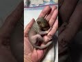 Tiny baby squirrel asleep in my hand 🐿❤️