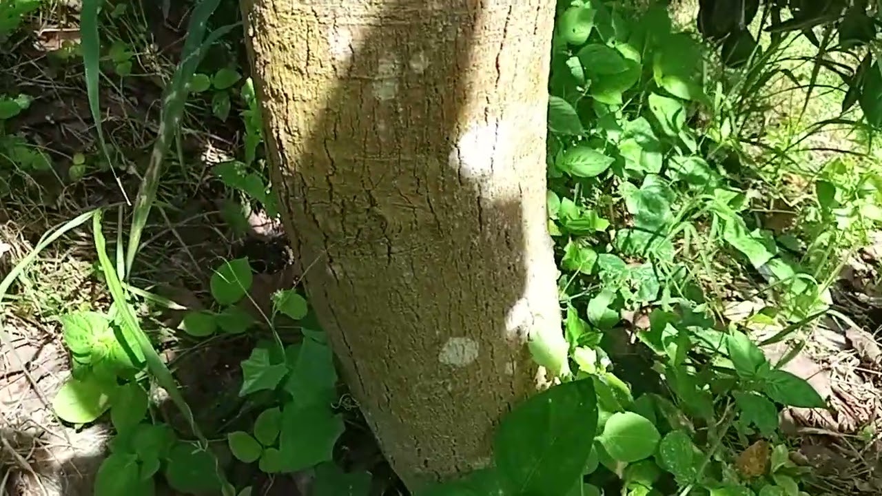 Semangat  berkebun alpukat dalam  cuaca dan keadaan  apapun ... Jos yahud