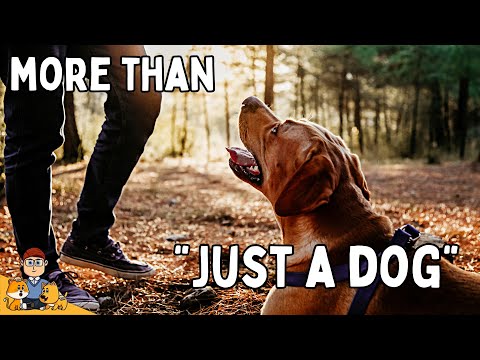Video: 15 Psi, ki se bojijo neškodljivih stvari