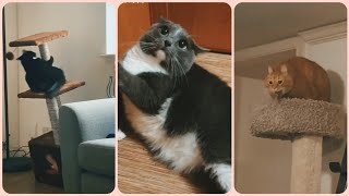 CATS COMPILATION WHAT IS GOING ON INSIDE THEIR HEAD? TIKTOK