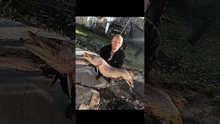 рибалка # fishing # товстолоб # підпишись на канал #carpfishing