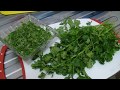 Dos formas prácticas de mantener el cilantro fresco