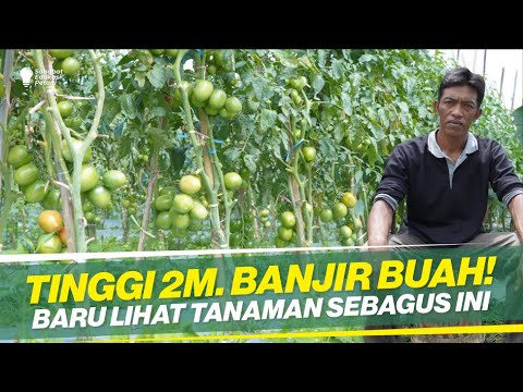 Video: Info Awal Pak Tomat - Tips Menanam Tomat Pak Awal Di Kebun