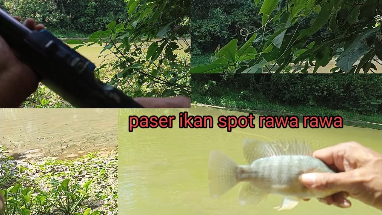 Rawa Rawa Fish PASER IKAN DI SPOT RAWA RAWA - YouTube