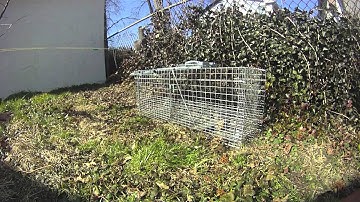 GoPro Squirrel trap Havahart