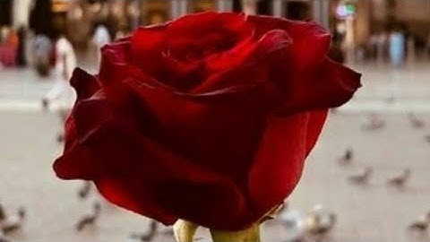 الصفحة(14) سورة البقرة بصوت القارئ عبد الله أحمد الخلف حفظه الله تعالى ...