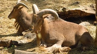 Харьковский зоопарк - Винторогий козел и Гривистый баран Харьковский зоопарк - Винторогий козел и Гривистый баран