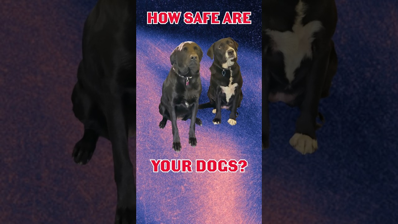 Are your dogs SAFE? -Handy travel tips 