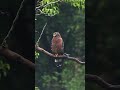 falcon bird #viralchallenge #birds #youtube #junglehunter #wildlife #nature #birds #hunterbird #1k