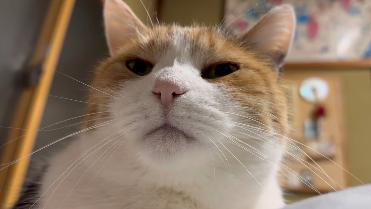 三毛猫】私を見おろすミケ（2025年3月21日） - YouTube