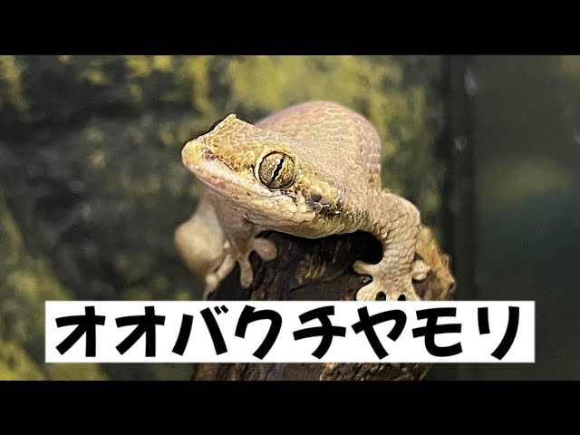 山ねこ　ヤモリ　お茶街道　ヤモリ　黒天狗　ヤモリ sddefault.jpg