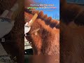 your pony has aninfinite fur glitch🐎#horse #sheddingseason #funny #shorts#fyp#viral