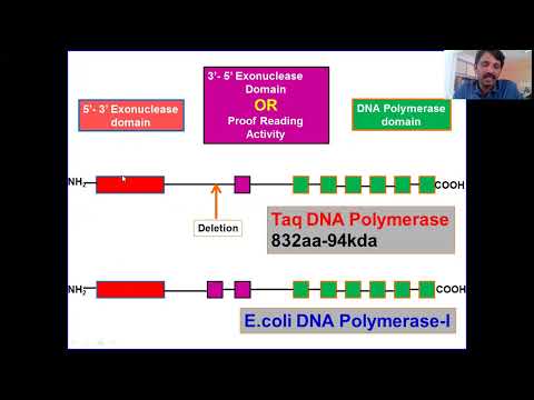 Taq Polymerase: Thermus aquaticus, PCR