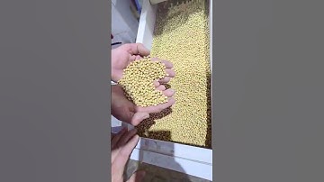 Turnkey Soya Seed Cleaning & Bagging Plant | Facet Engineering Post-Harvest Solutions