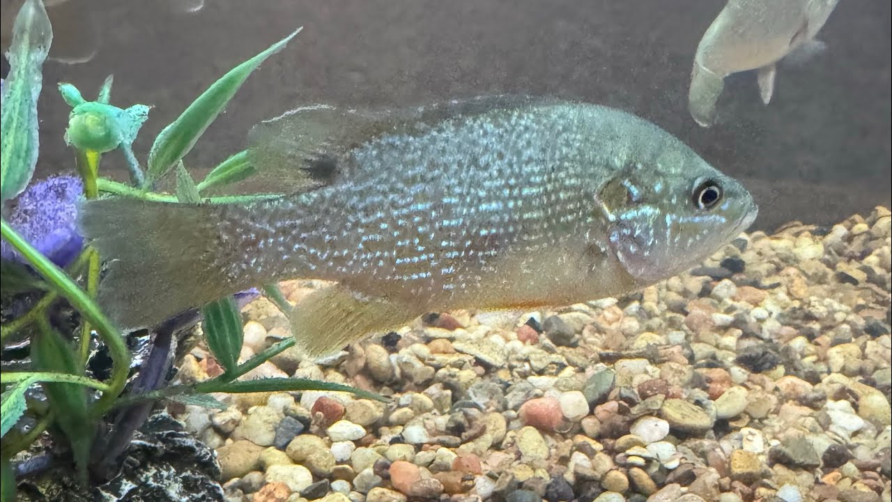 Micro Fishing  For Tiny Green Sunfish