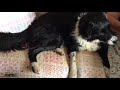 Woman saved by real-life Lassie