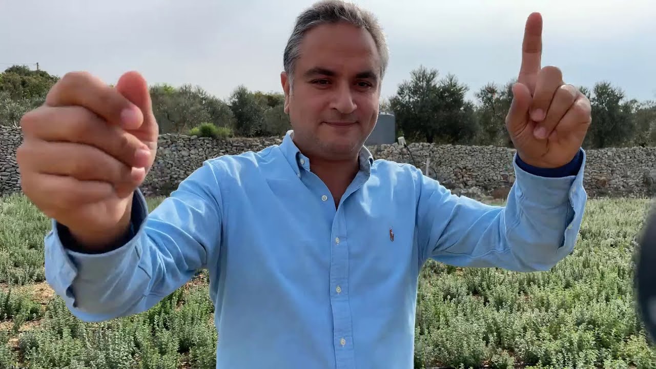 Time to Thyme; Harvesting Zaatar (Origanum Syriacum) in Kfarhata to the World